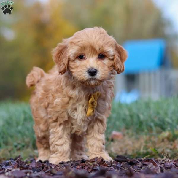 Bradley, Cavapoo Puppy